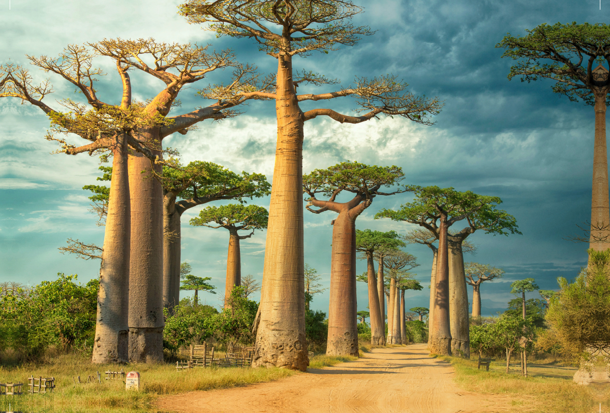 Straße der Baobabs, Region Menabe