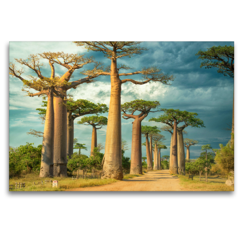 Straße der Baobabs, Region Menabe