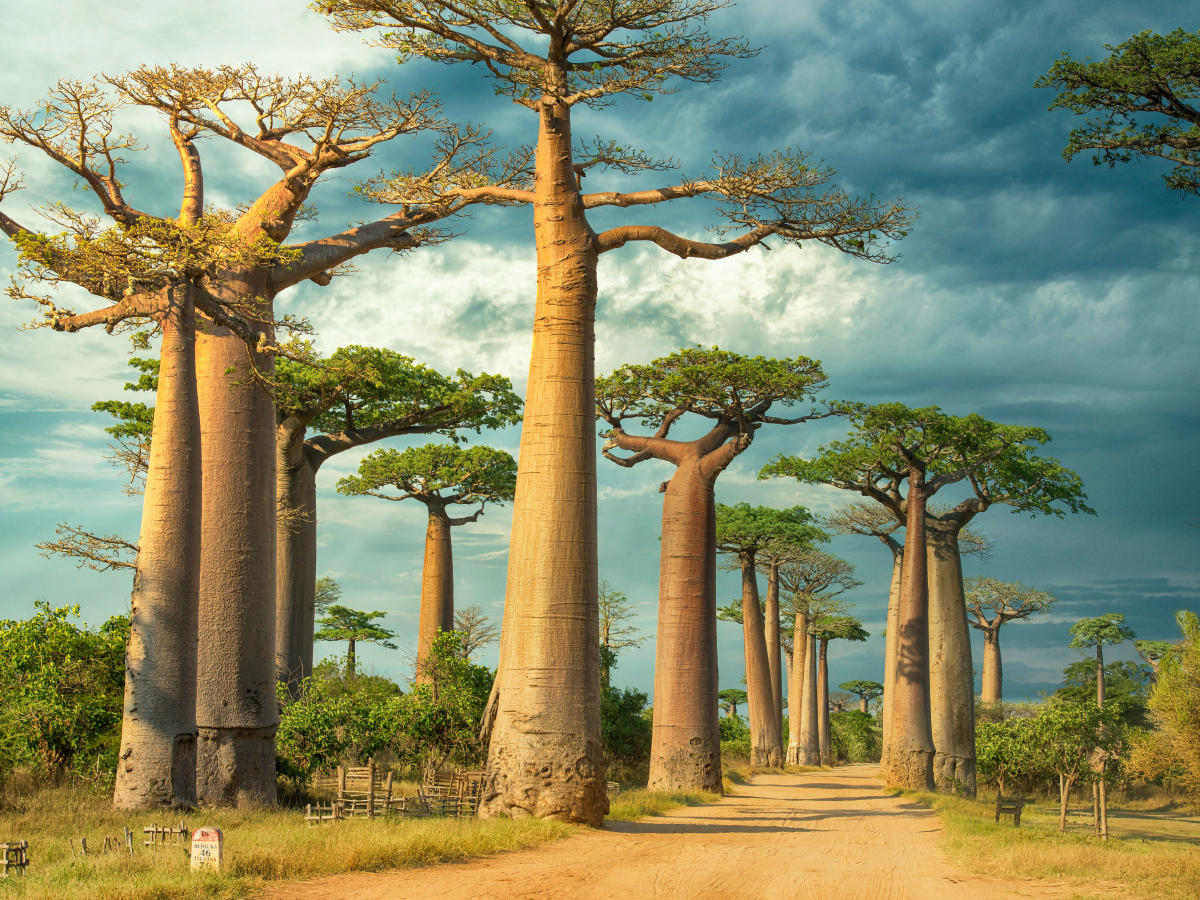 Straße der Baobabs, Region Menabe