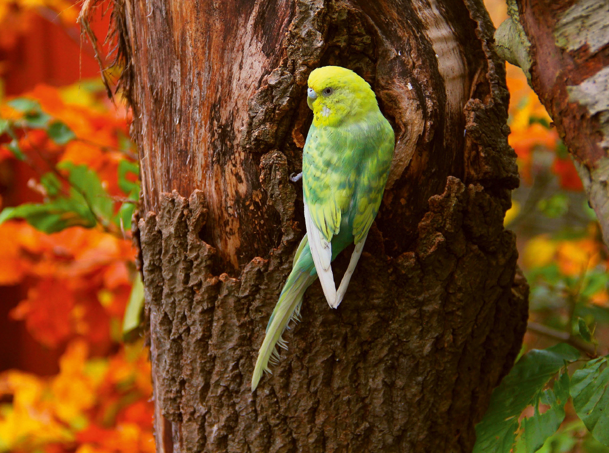 Wellensittich im Herbstwald