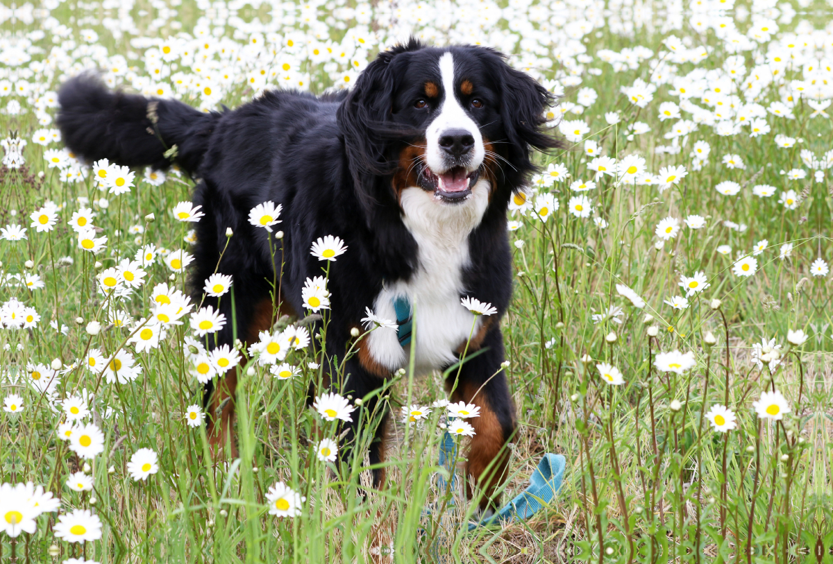 Berner Sennenhund