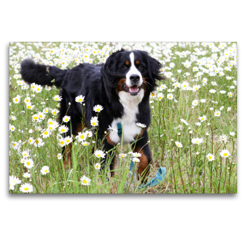 Berner Sennenhund