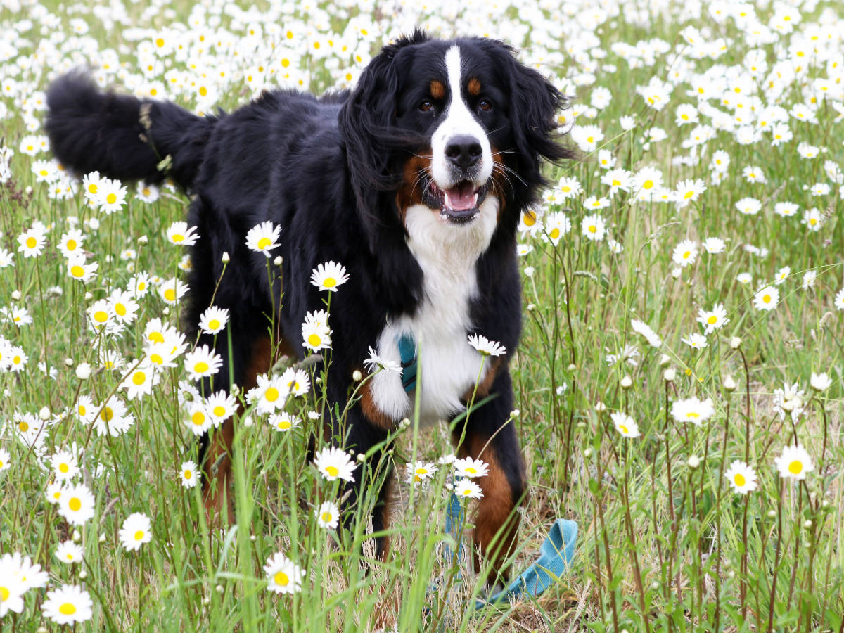 Berner Sennenhund