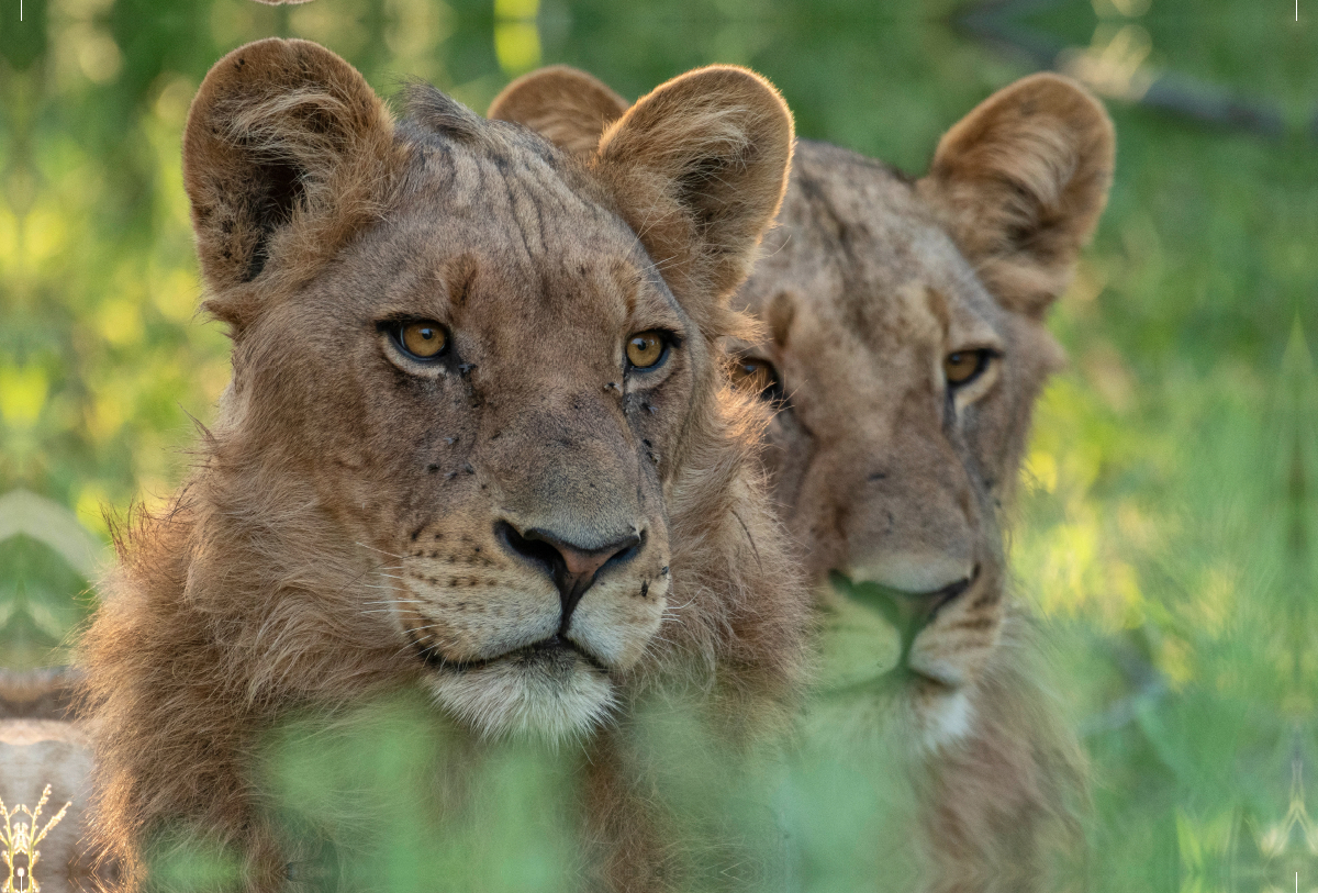 Löwen, Okavango Delta, Botswana