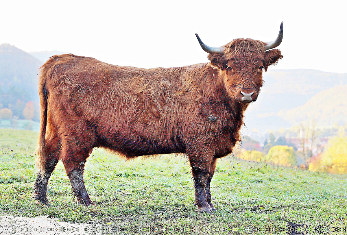 Ein Motiv aus dem Kalender Highland Cattle, die Hochlandrinder aus Pfeffingen