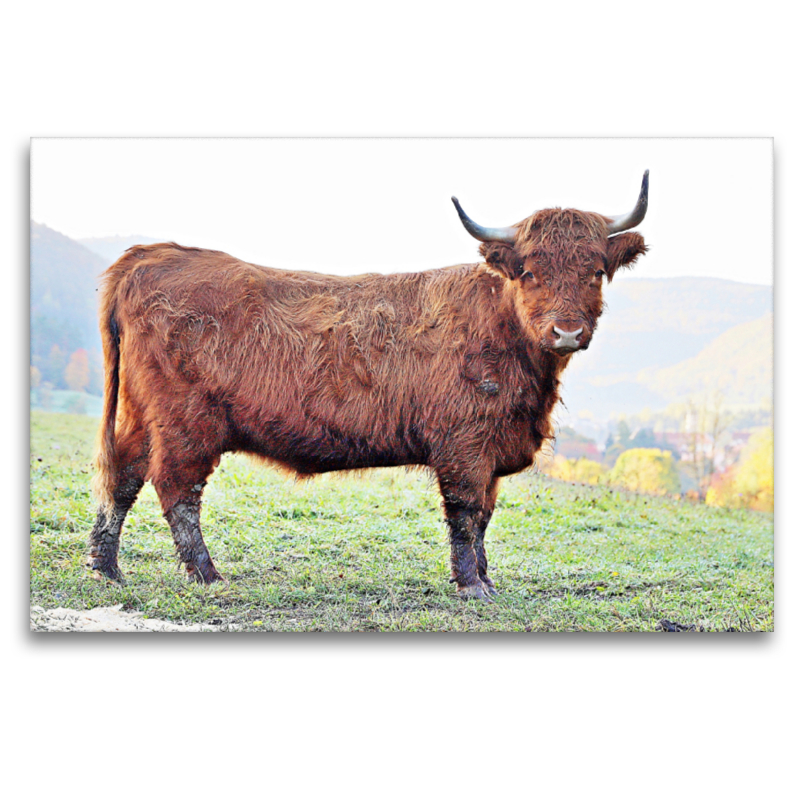 Ein Motiv aus dem Kalender Highland Cattle, die Hochlandrinder aus Pfeffingen