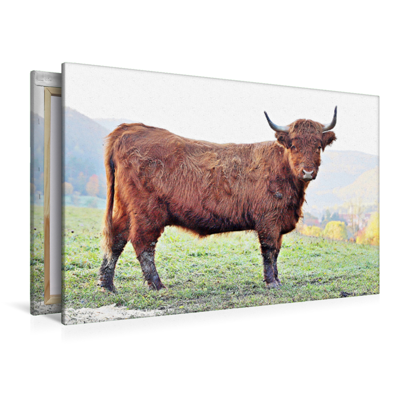 Ein Motiv aus dem Kalender Highland Cattle, die Hochlandrinder aus Pfeffingen