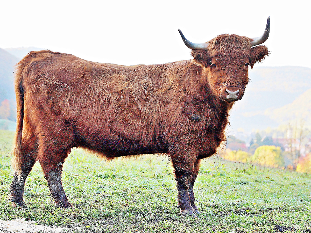 Ein Motiv aus dem Kalender Highland Cattle, die Hochlandrinder aus Pfeffingen