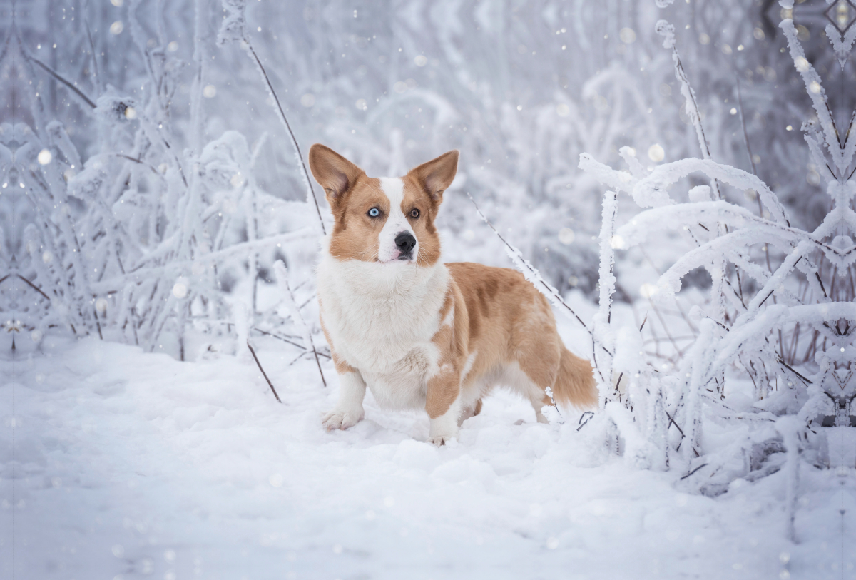 Welsh Corgi im Schnee