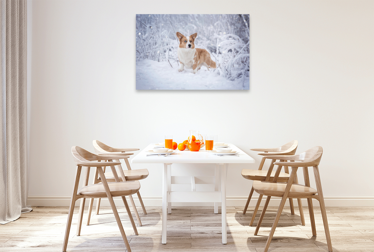 Welsh Corgi im Schnee