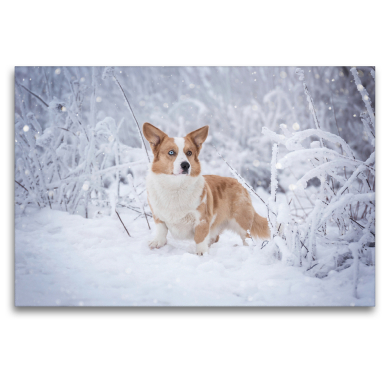 Welsh Corgi im Schnee