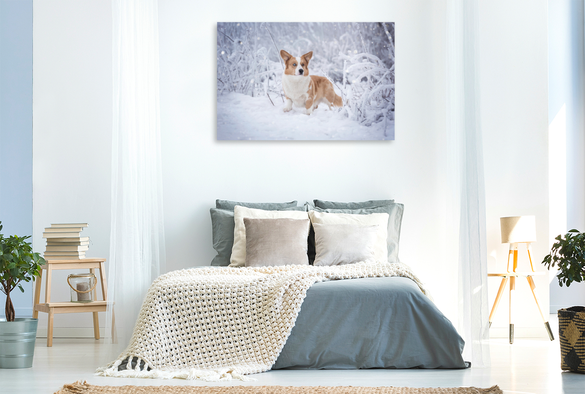 Welsh Corgi im Schnee