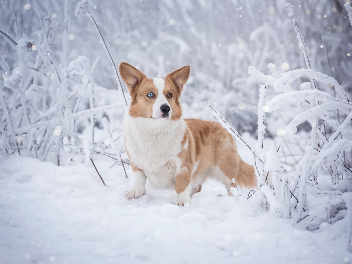 Welsh Corgi im Schnee