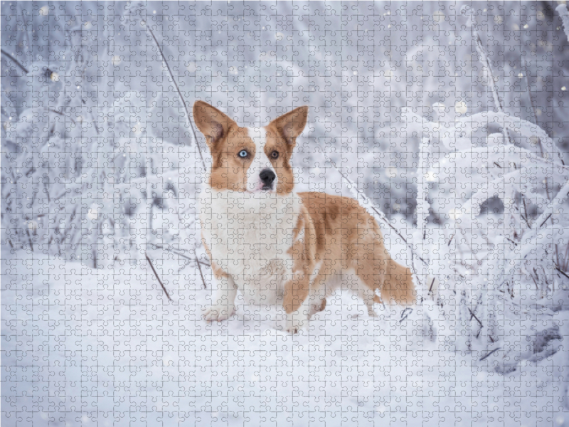 Welsh Corgi im Schnee