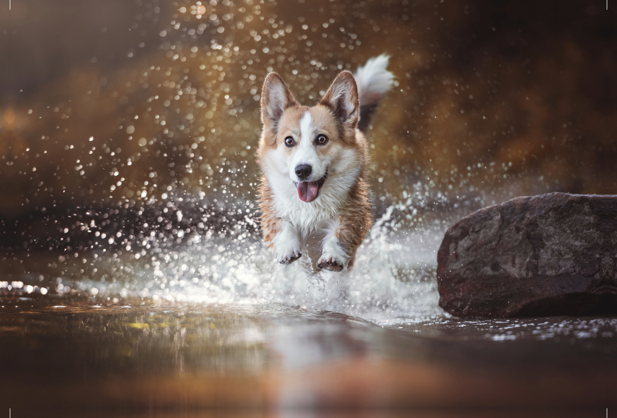 Wasseraction mit Welsh Corgi Molly