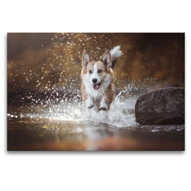 Wasseraction mit Welsh Corgi Molly