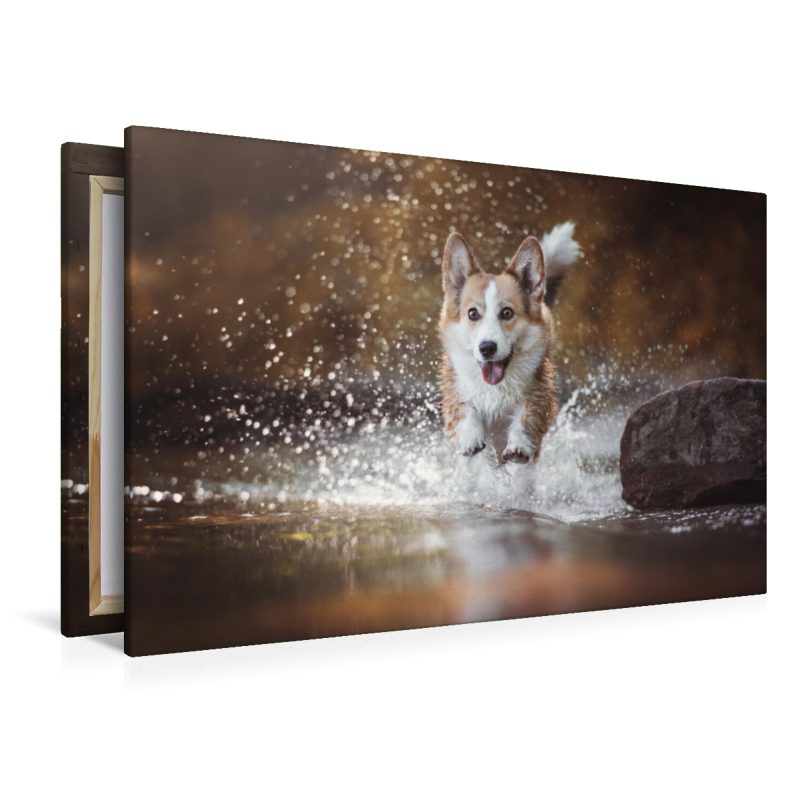 Wasseraction mit Welsh Corgi Molly