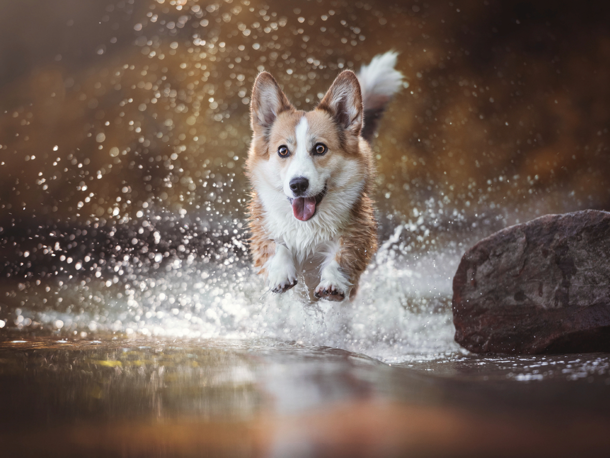 Wasseraction mit Welsh Corgi Molly