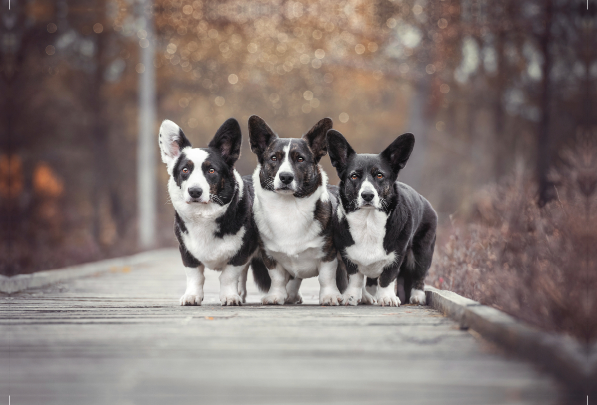 Welsh Corgi Trio