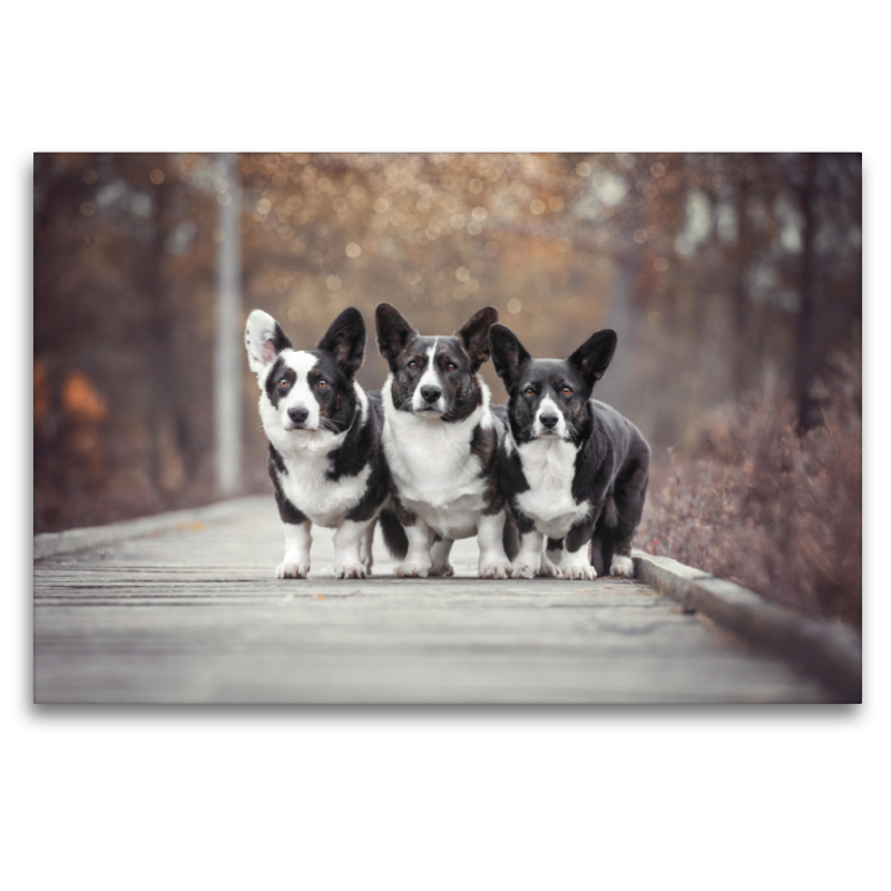 Welsh Corgi Trio