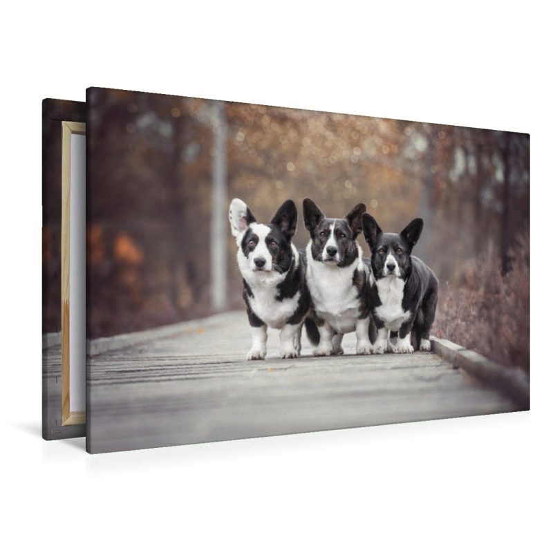 Welsh Corgi Trio