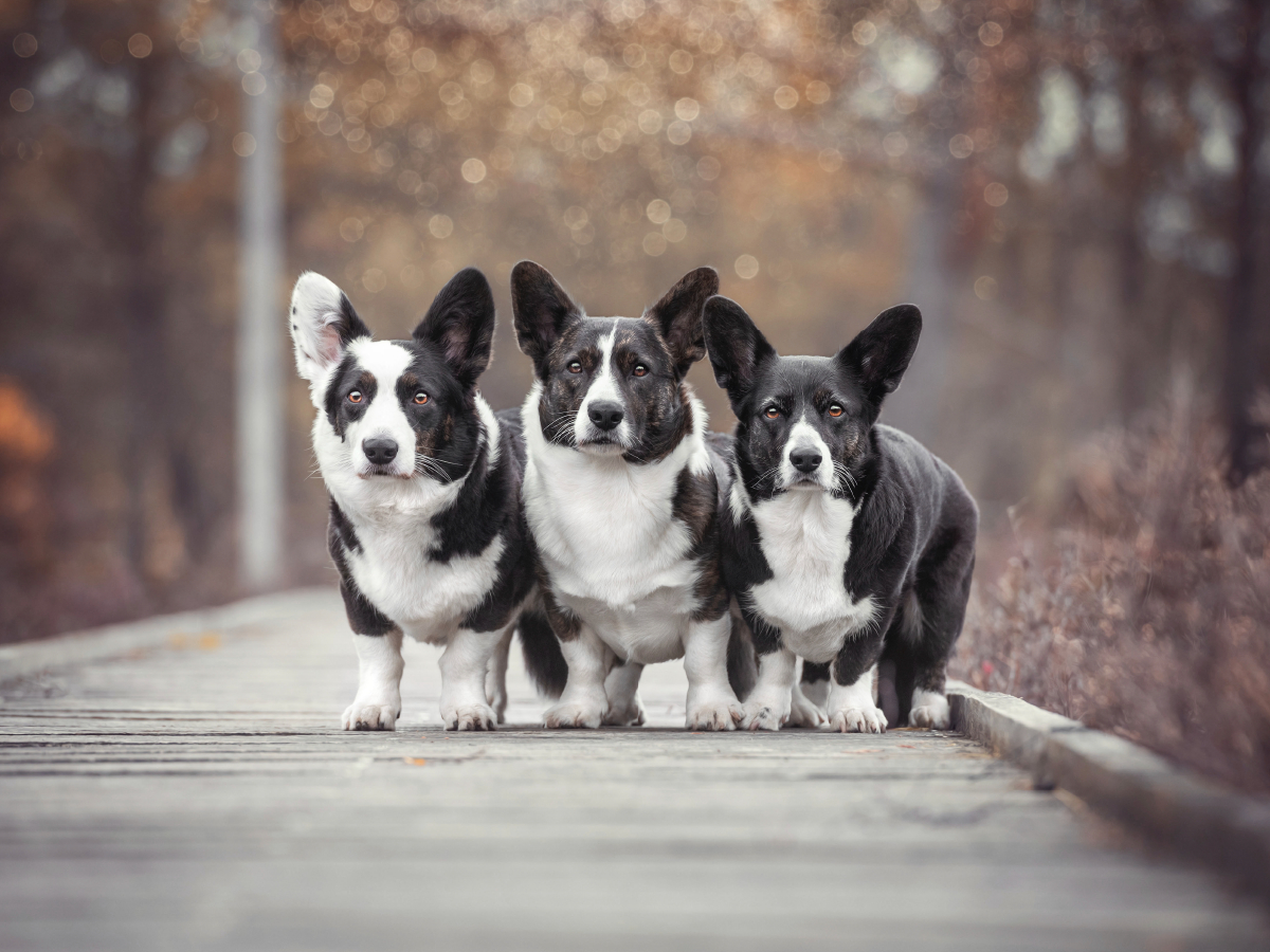 Welsh Corgi Trio