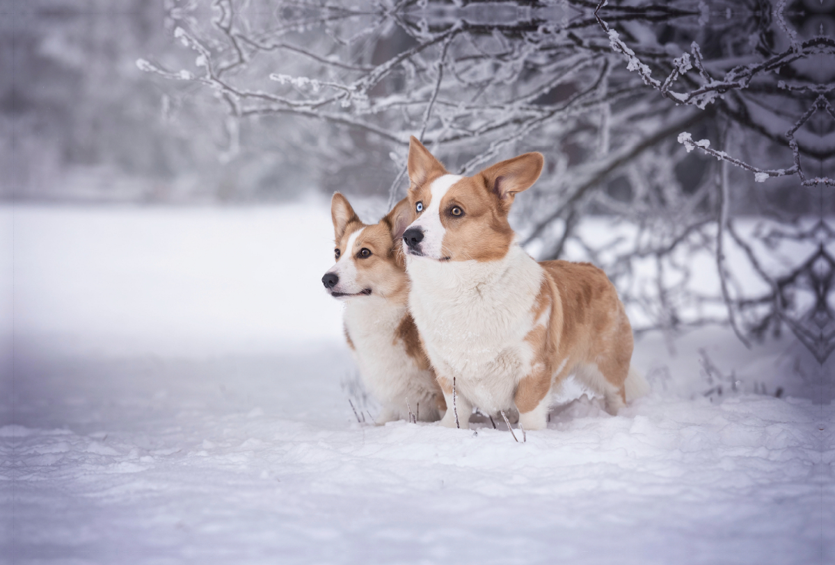 Winterzauber mit den Corgwn