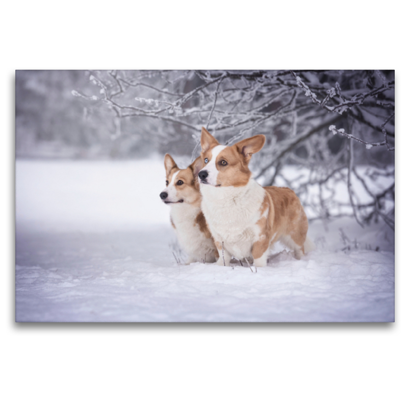 Winterzauber mit den Corgwn