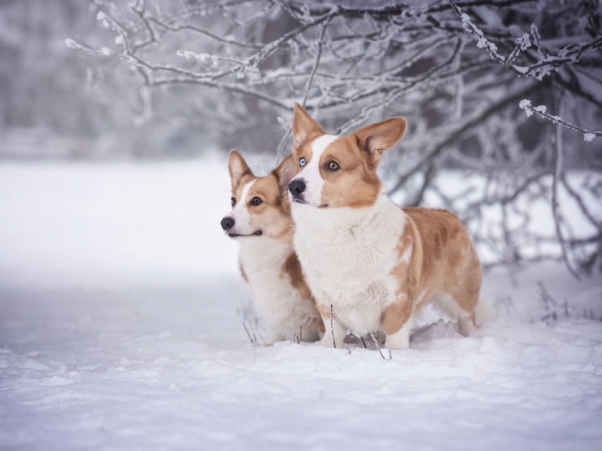 Winterzauber mit den Corgwn