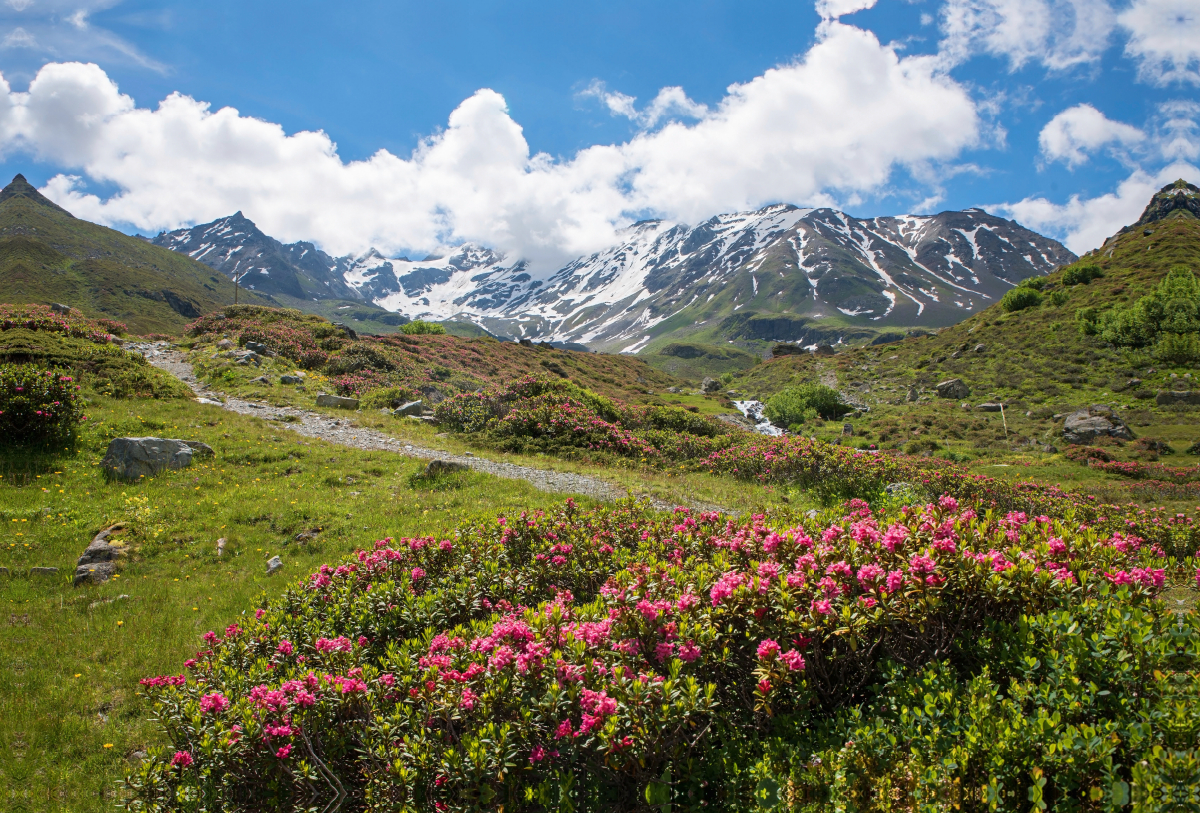 Alpenrosen am Dürrboden