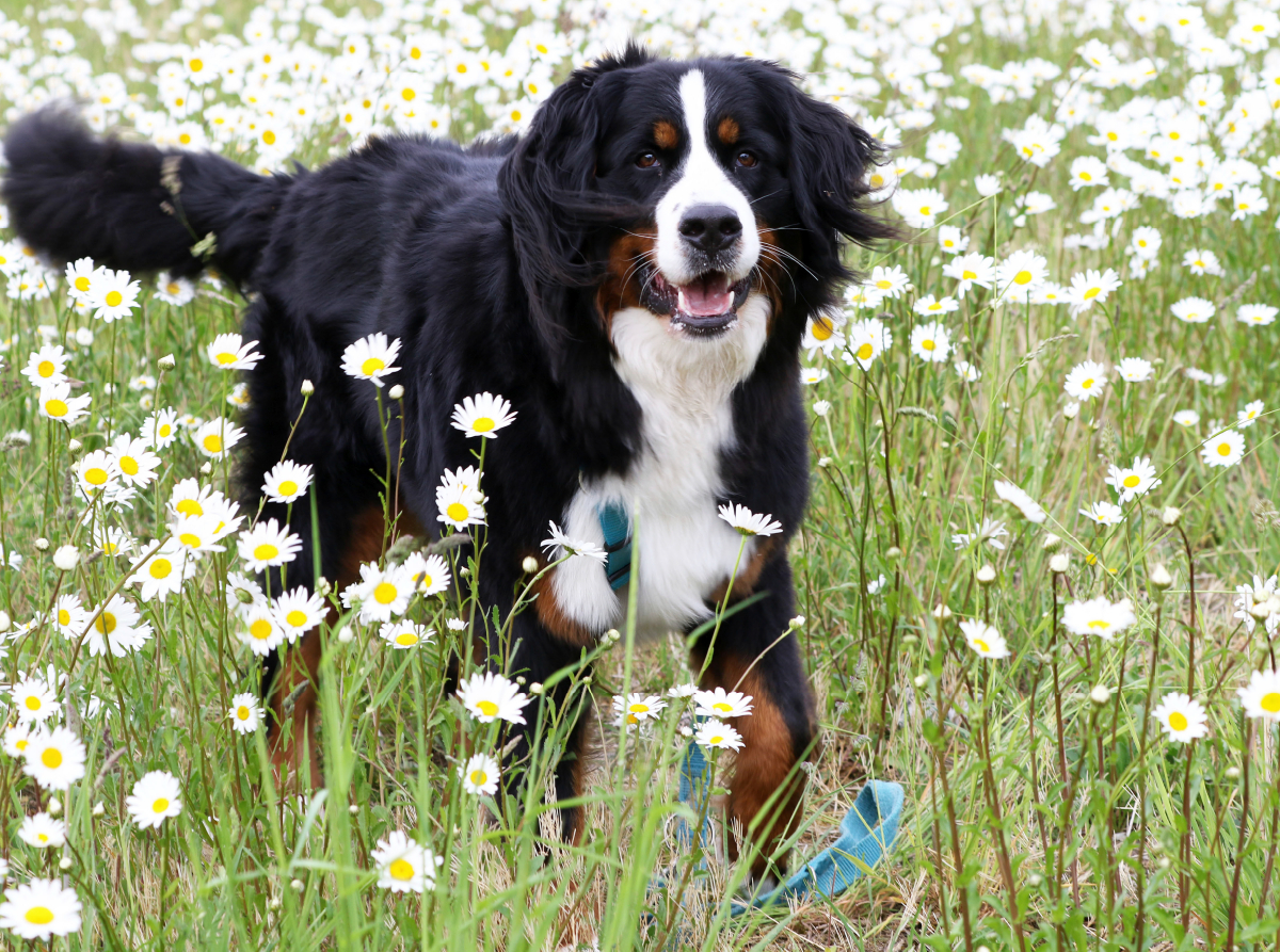 Berner Sennenhund