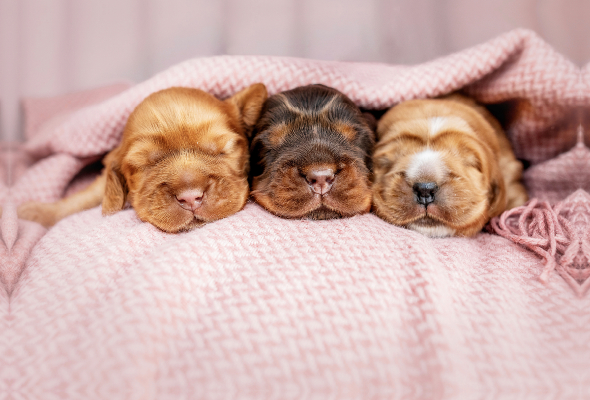 Ein Motiv aus dem Kalender English Cocker Spaniel Welpen Vol. 2