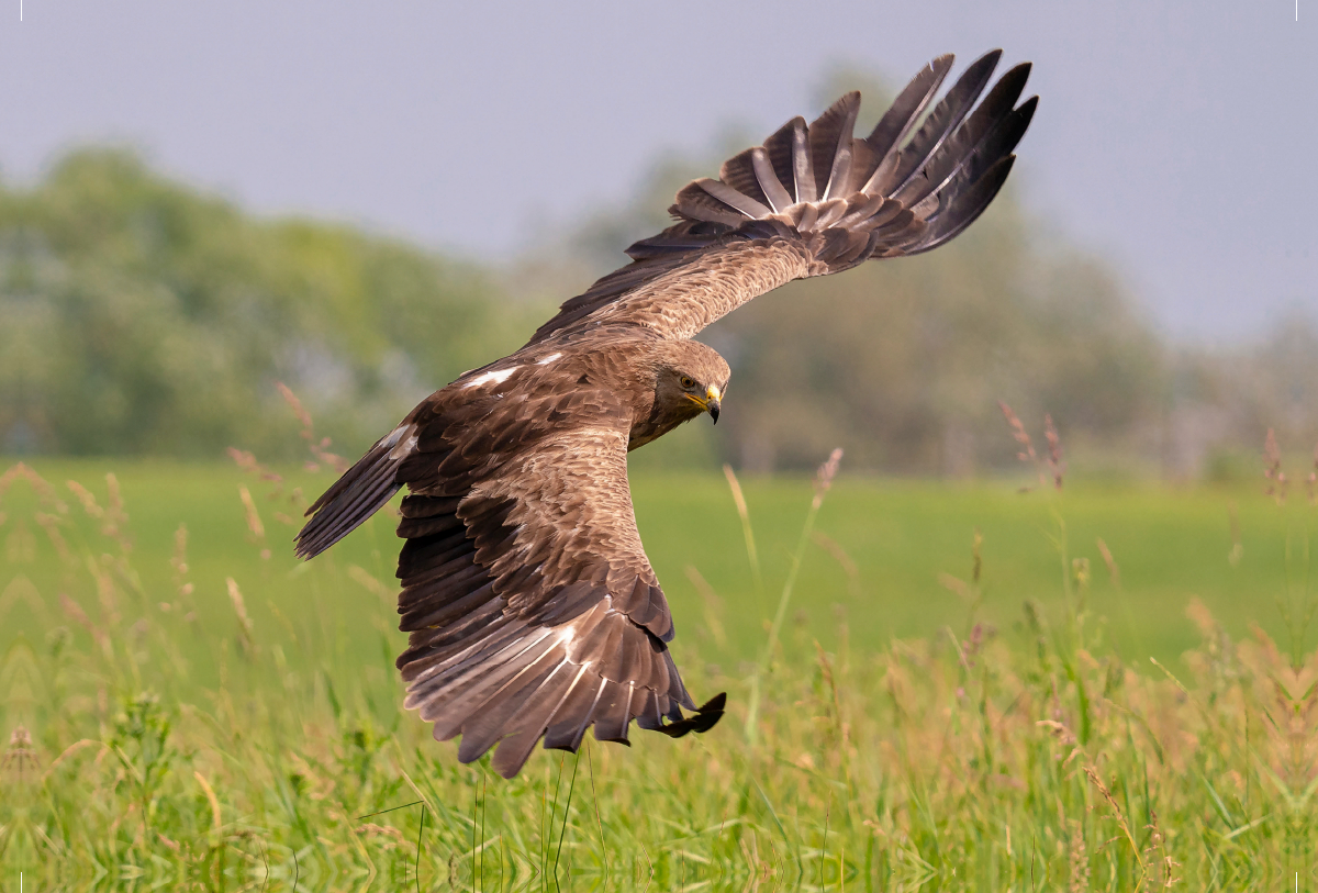 Schreiadler, Altvogel im Anflug