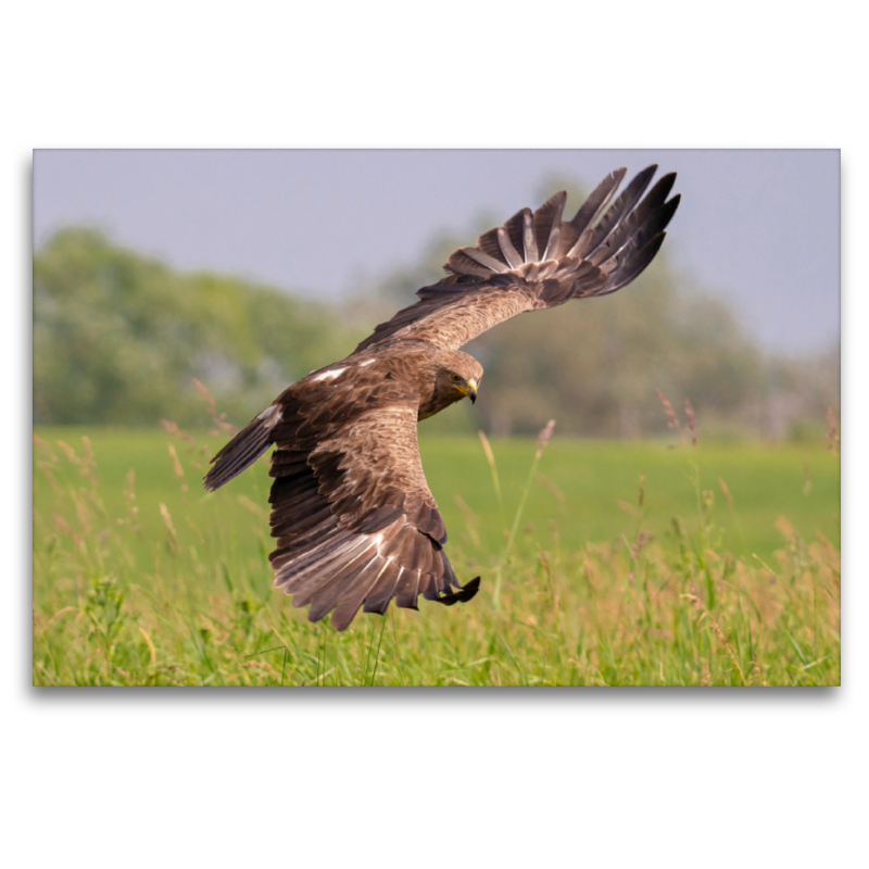 Schreiadler, Altvogel im Anflug