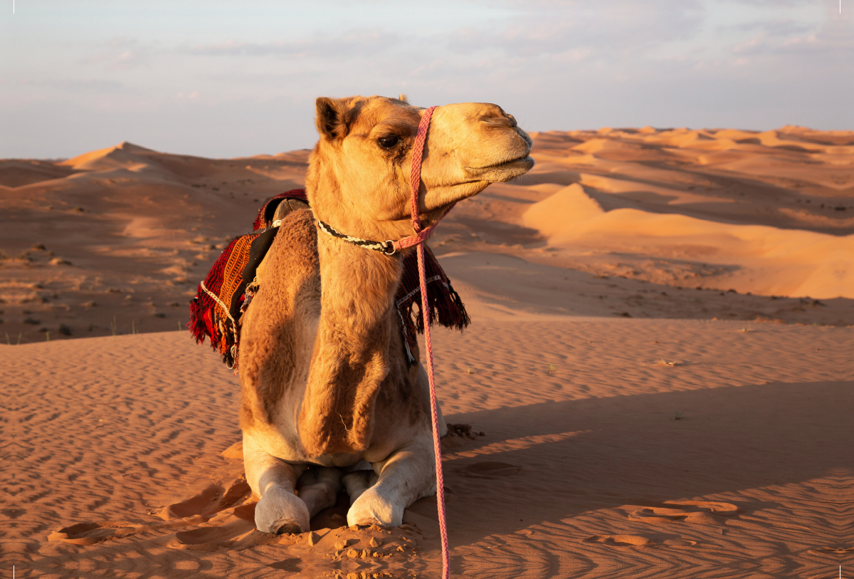 Ruhendes Kamel in der Wüste, Wahiba Sands