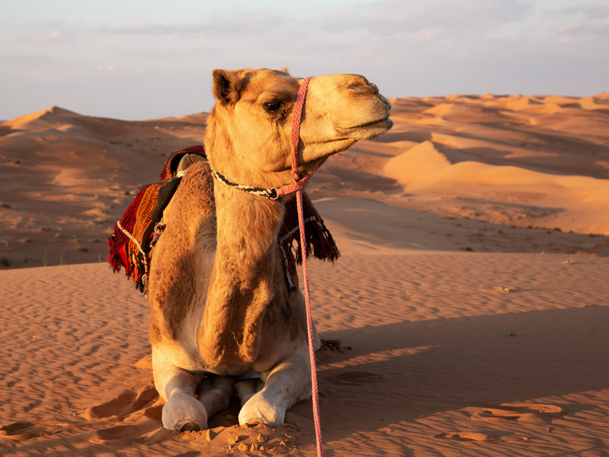 Ruhendes Kamel in der Wüste, Wahiba Sands