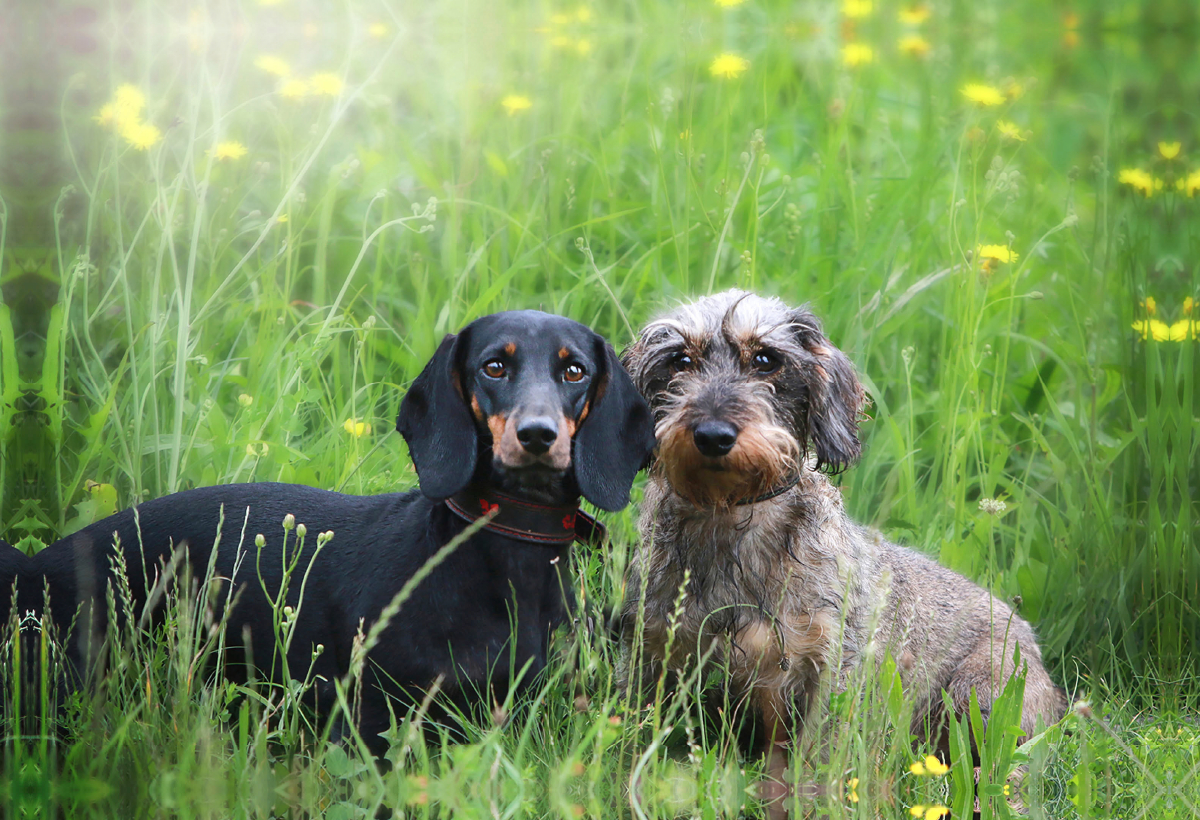 Zambi und Ugo sind beste Freunde