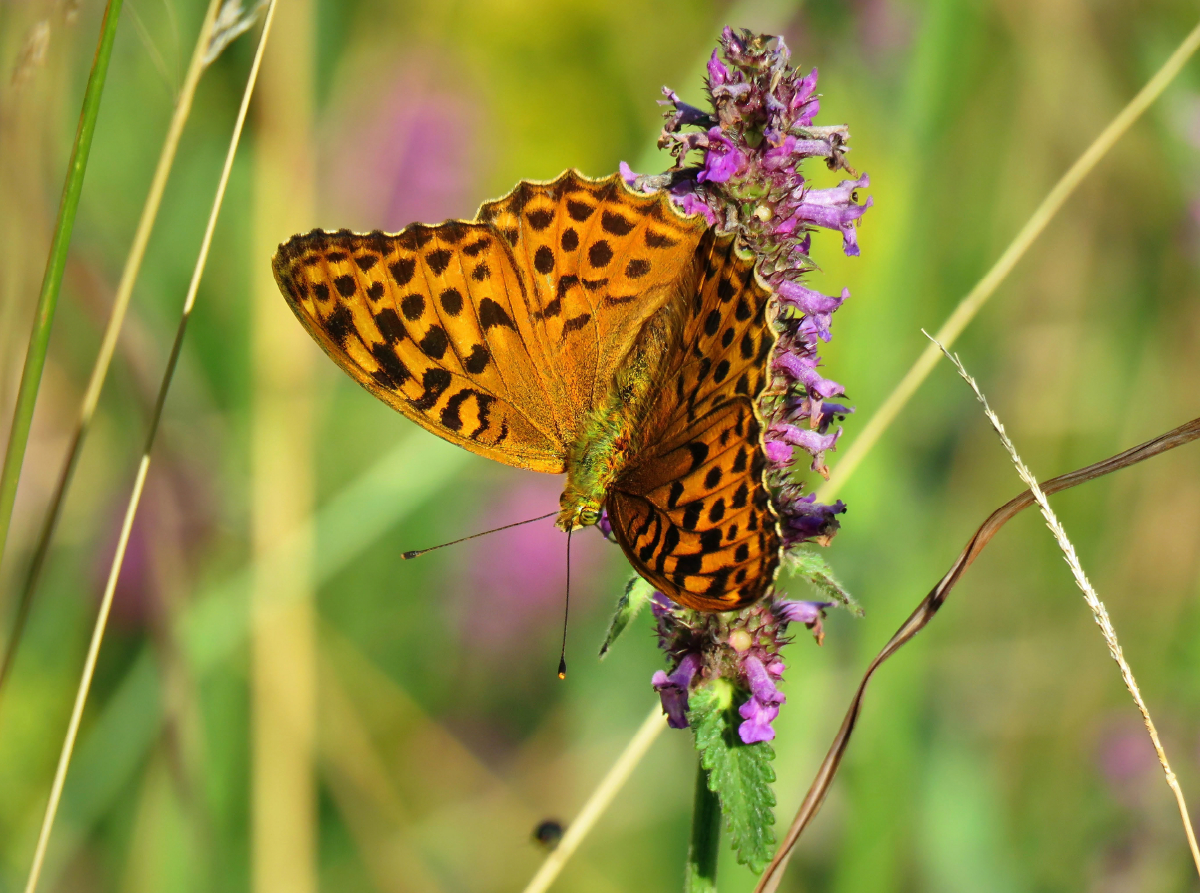 Kaisermantel / Argynnis paphia