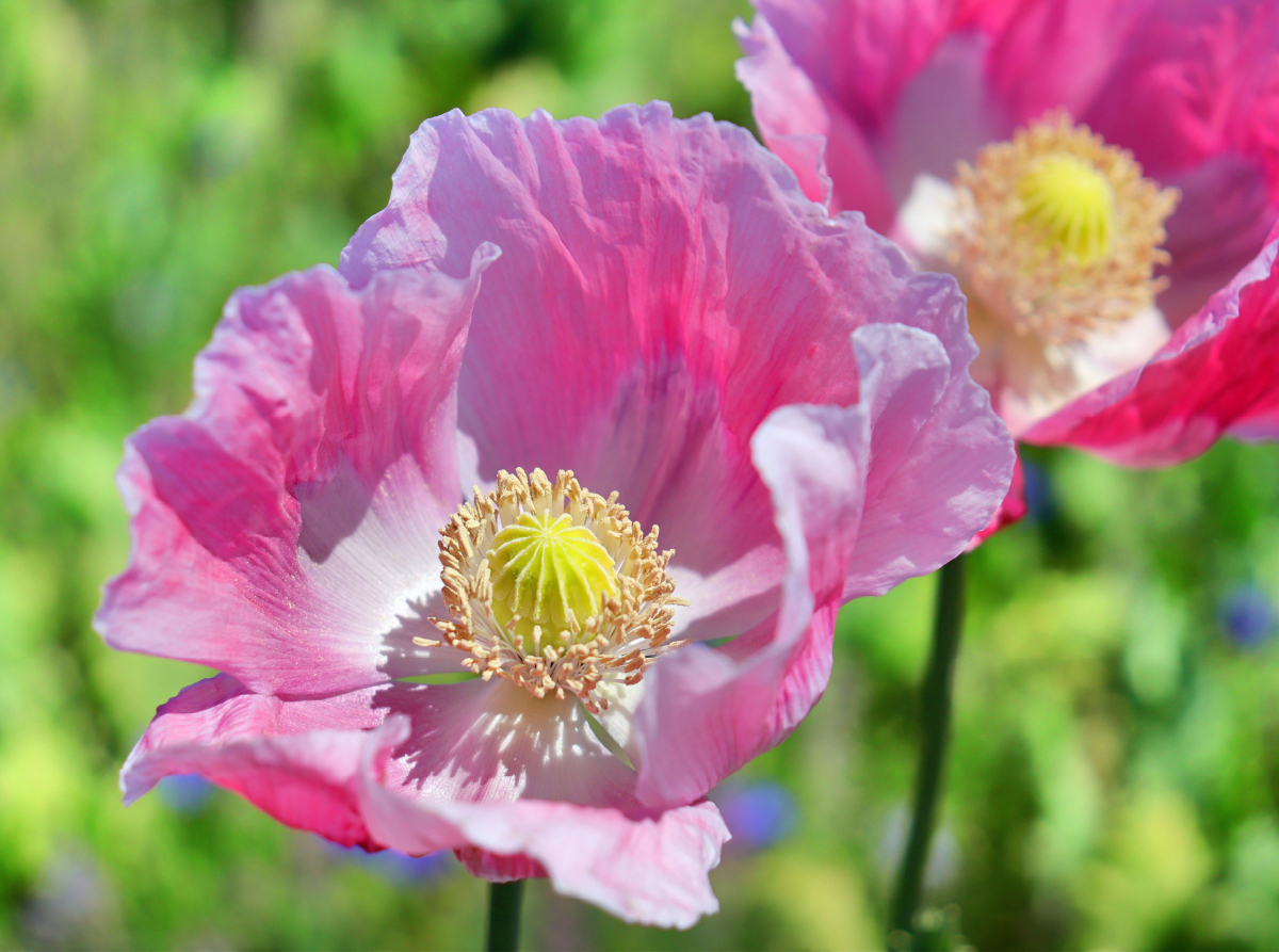 Mohn-Portrait