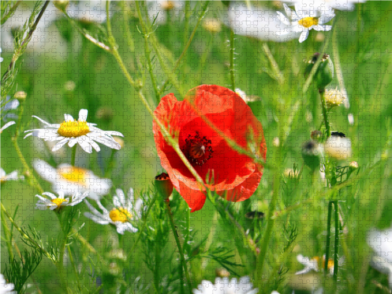 Roter Mohn und Margeriten