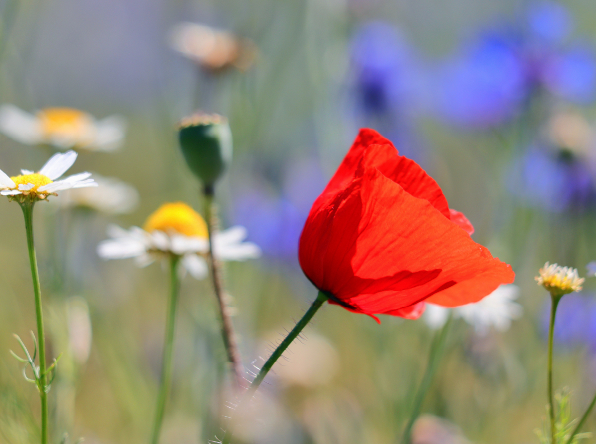 Roter Farbklecks in der Wiese