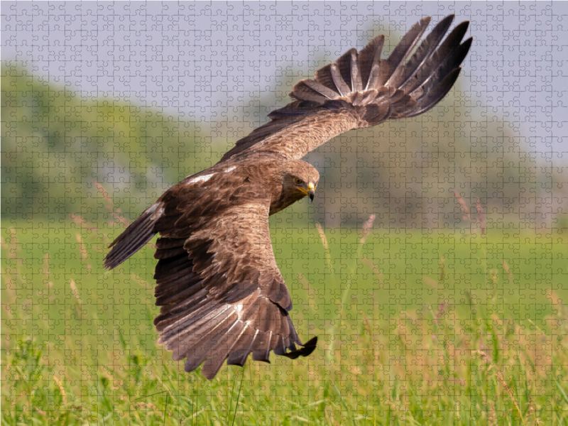 Schreiadler, Altvogel im Anflug