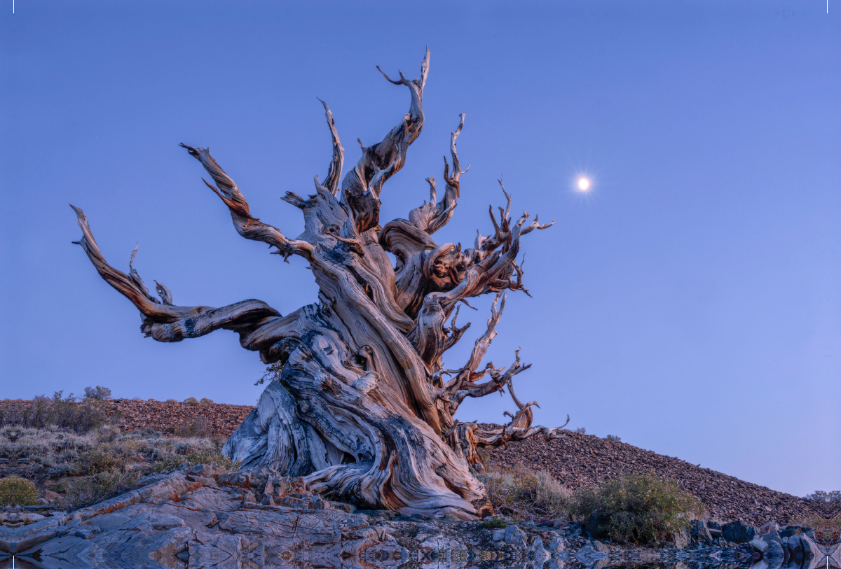 Borstenkiefer, Eastern Sierra, Kalifornien, USA