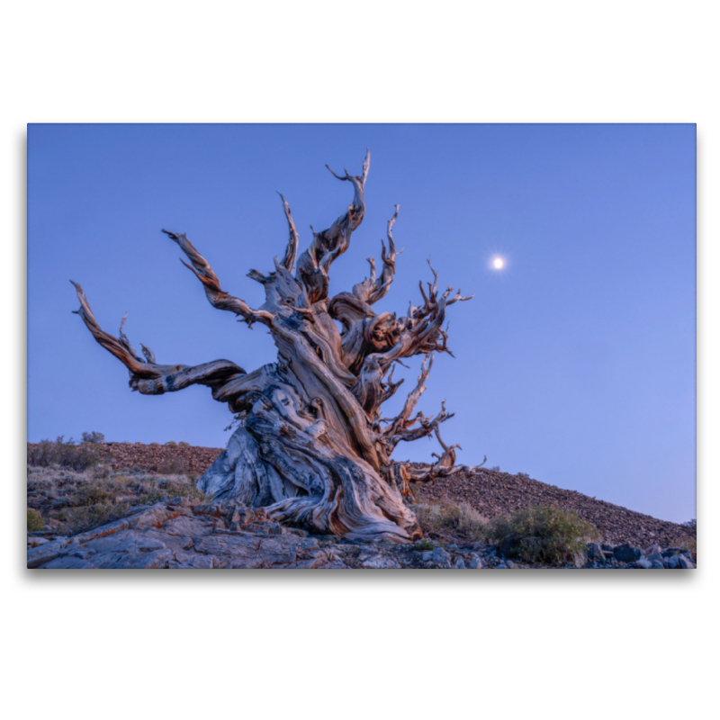 Borstenkiefer, Eastern Sierra, Kalifornien, USA