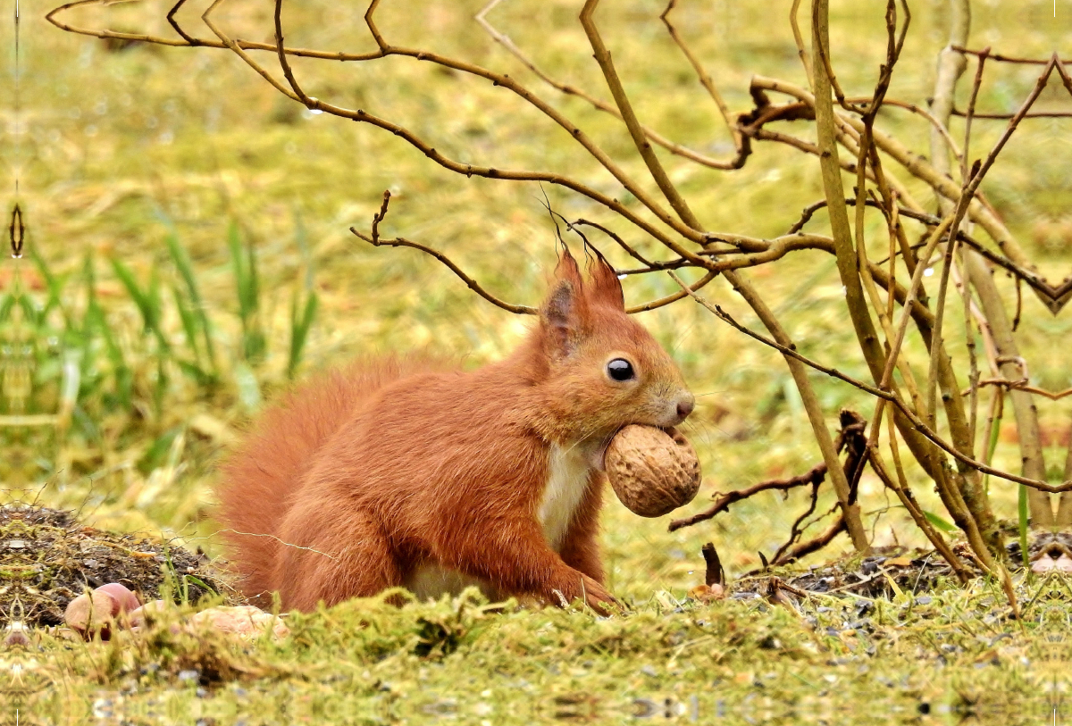 Eichhörnchen mit Walnuss