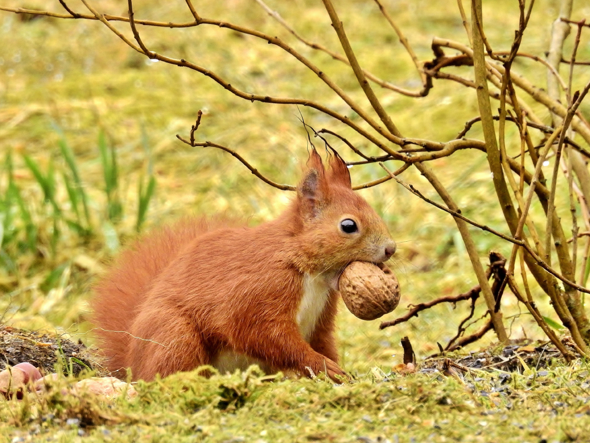 Eichhörnchen mit Walnuss