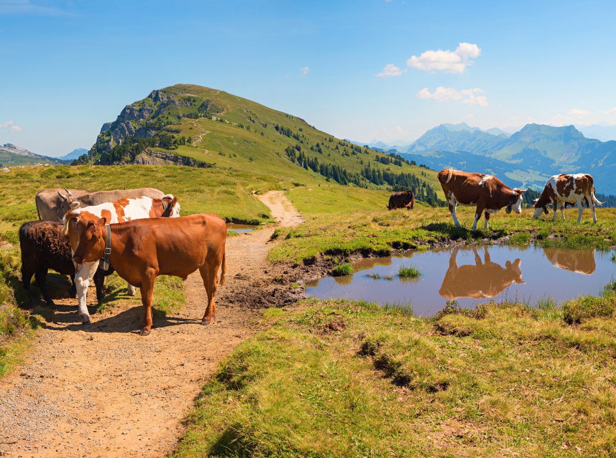 Wanderweg am Niederhorn in den Schweizer Alpen