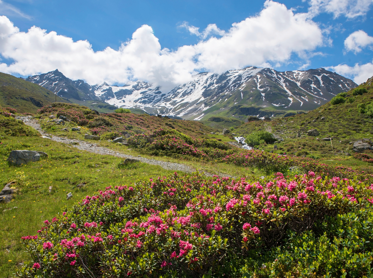 Alpenrosen am Dürrboden