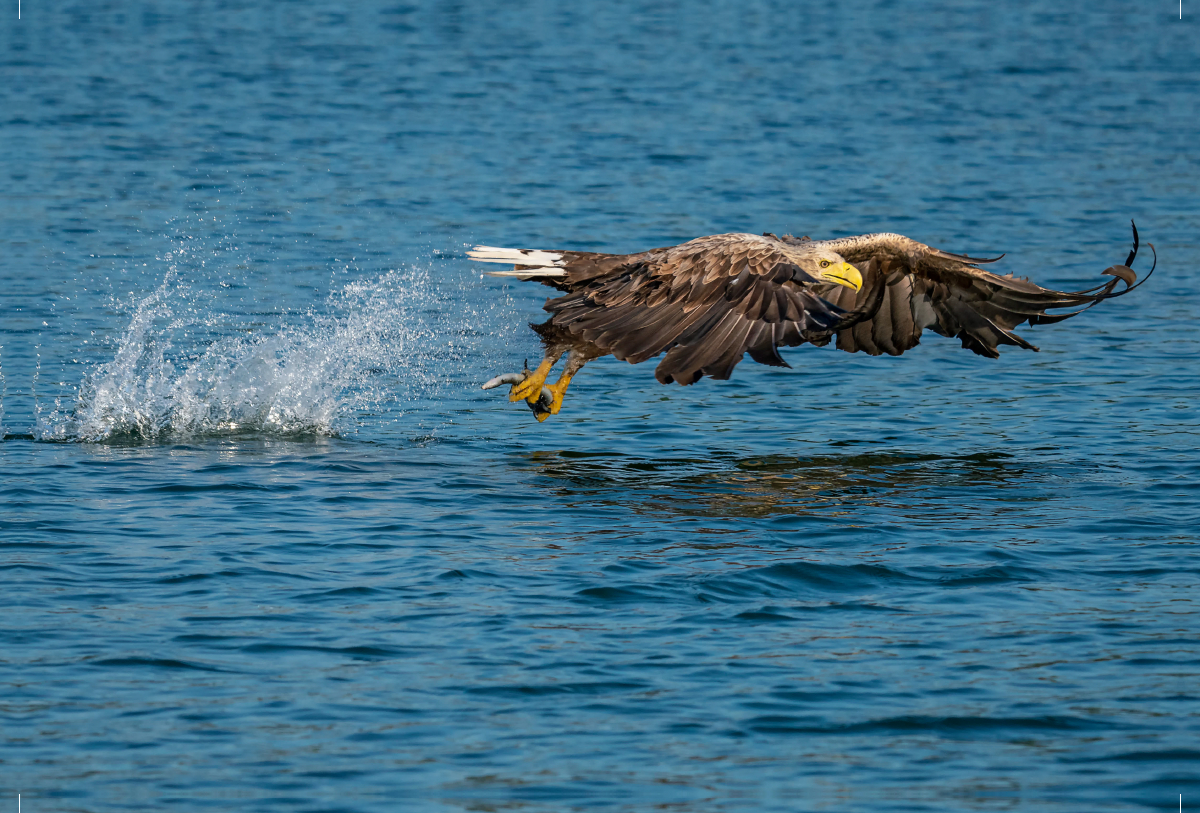 Ein Motiv aus dem Kalender DER SEEADLER Ein Portrait des größten Greifvogels Mitteleuropas