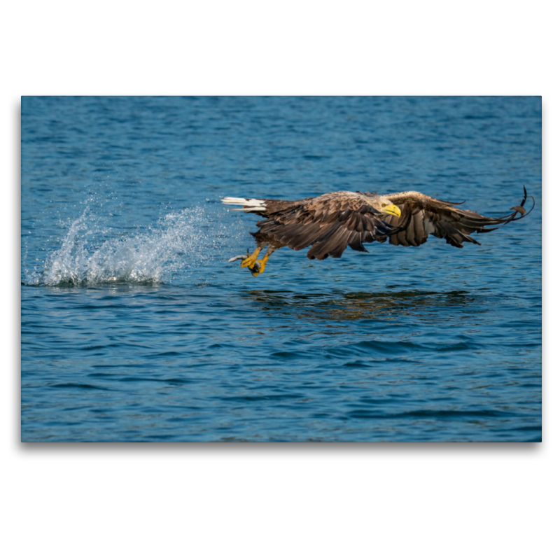 Ein Motiv aus dem Kalender DER SEEADLER Ein Portrait des größten Greifvogels Mitteleuropas